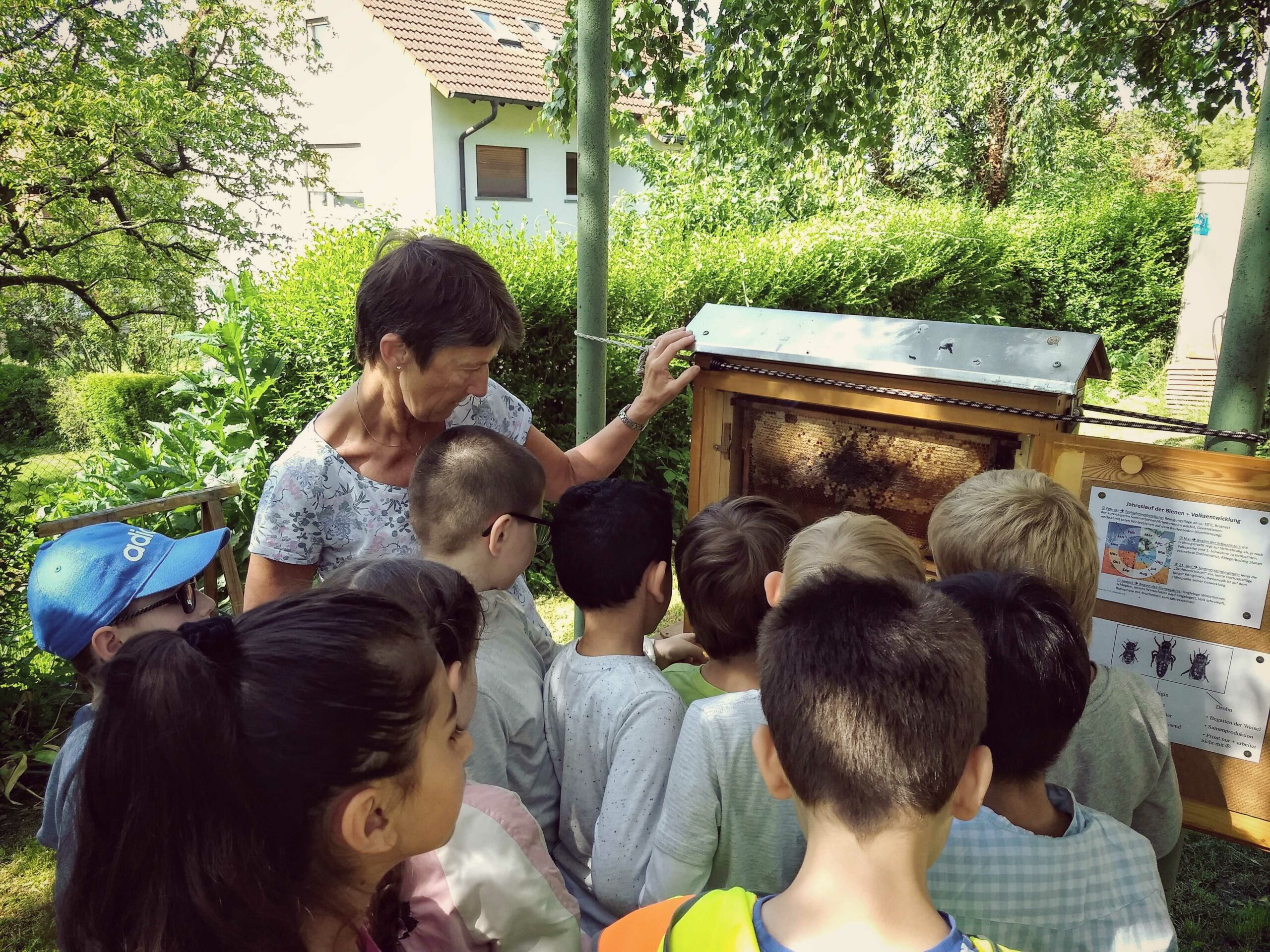 Auf diesem Bild sehen Sie Schülerinnen und Schüler, wie sie die Bienenwaben betrachten.