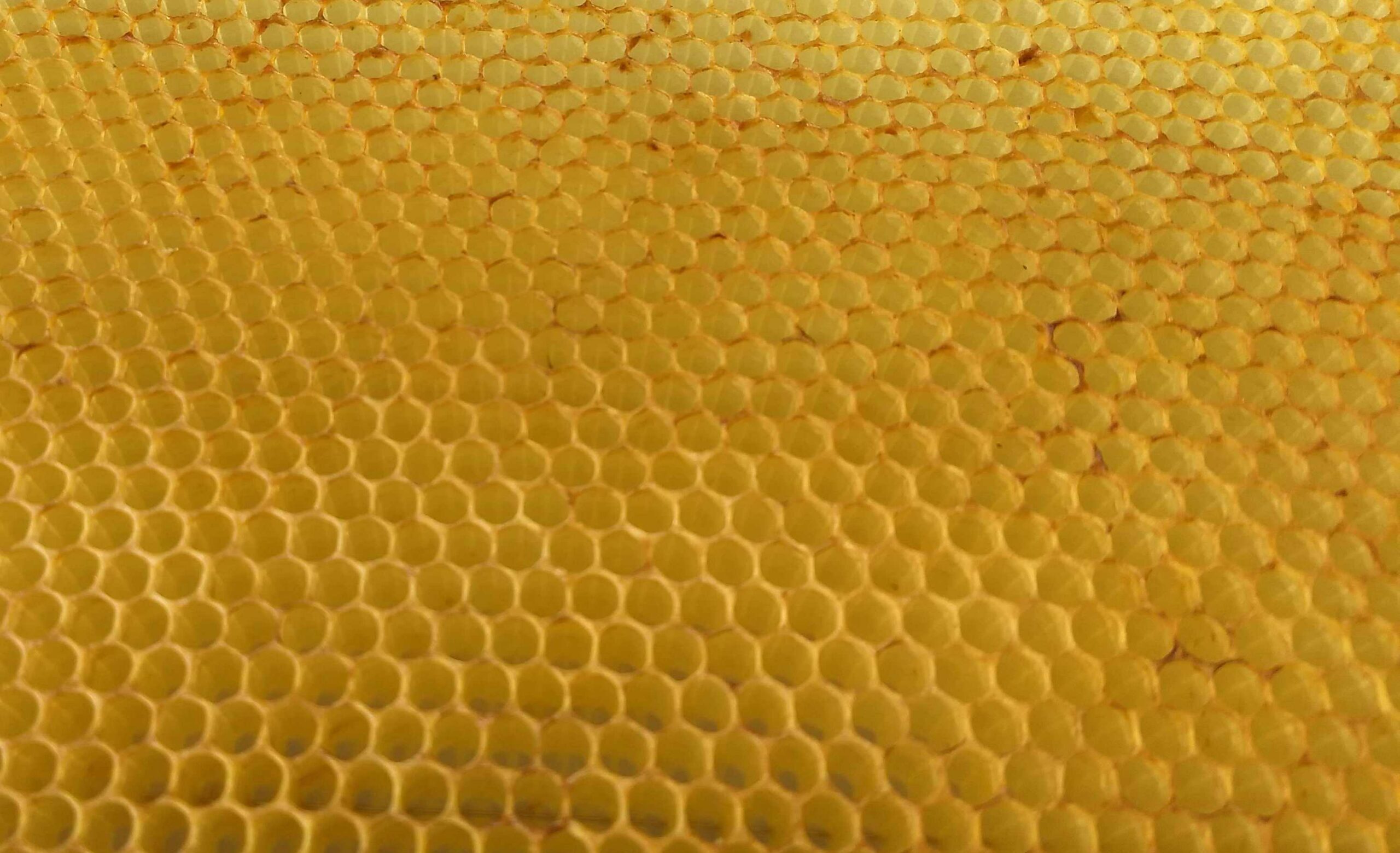 Auf diesem Bild sehen Sie Bienenwaben.