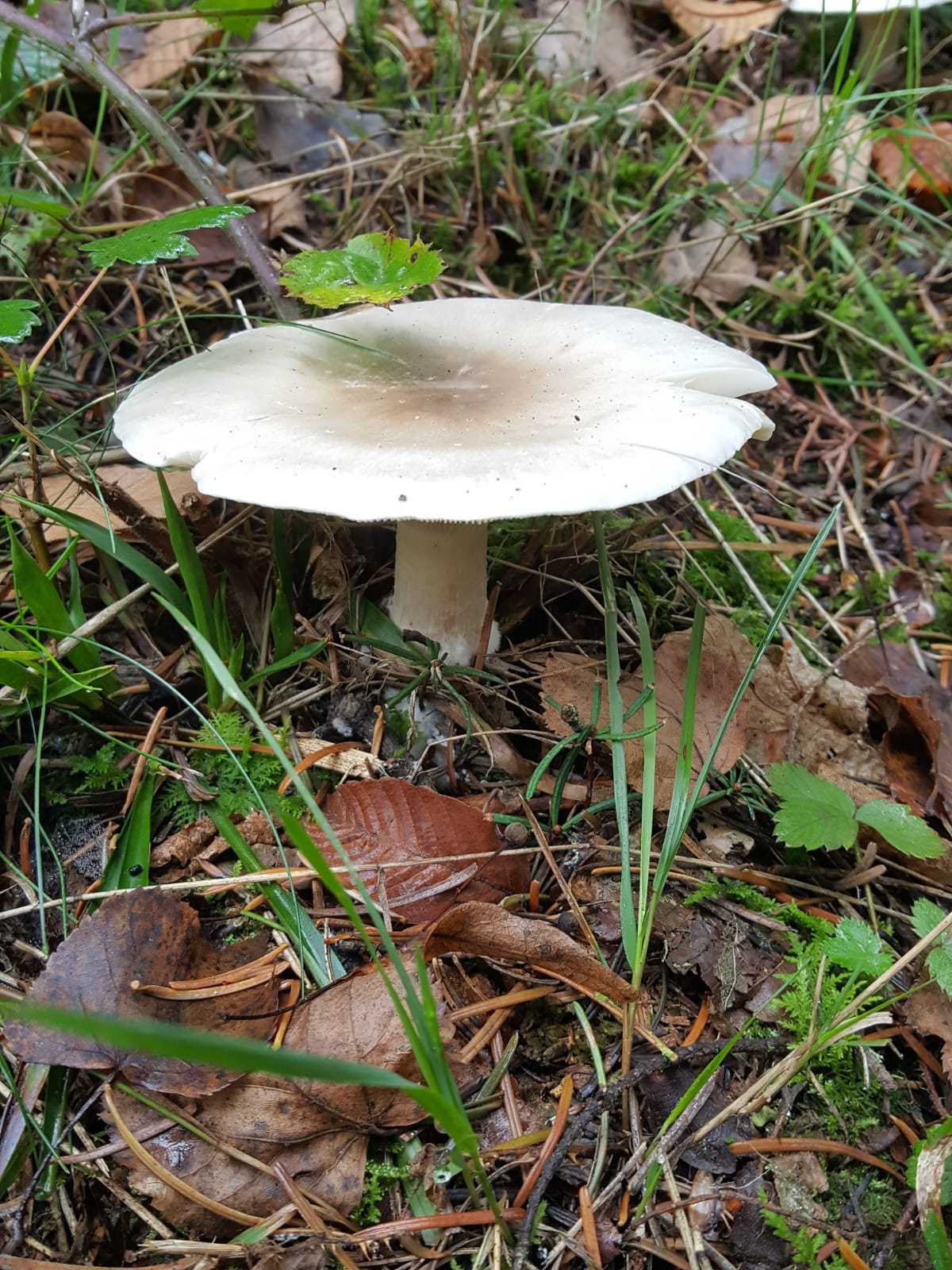 In diesem Bild sehen Sie einen Pilz im Wald.