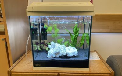 Ein Aquarium für Stufe 4